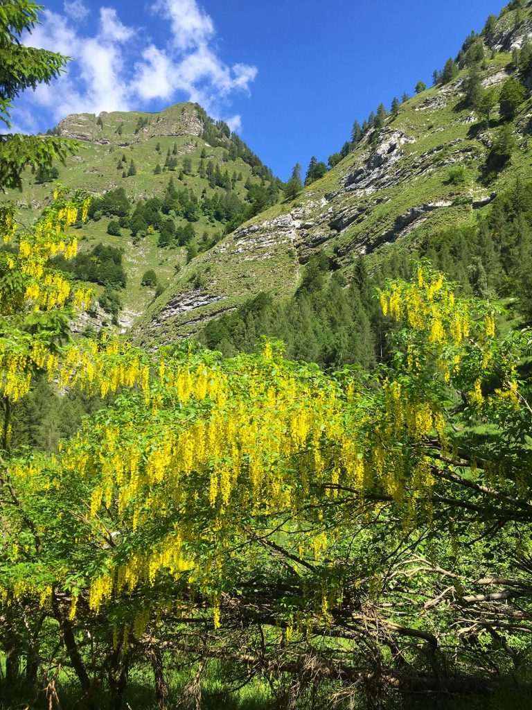 La fioritura del maggiociondolo Alta Via Dolomiti Bellunesi